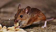 24 Hour & Emergency Exterminators in Minnehaha Springs, WV